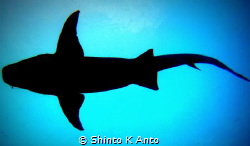 Giant Shadow / Sharks !!! My top inspiration to dive. My ... by Shinto K Anto 